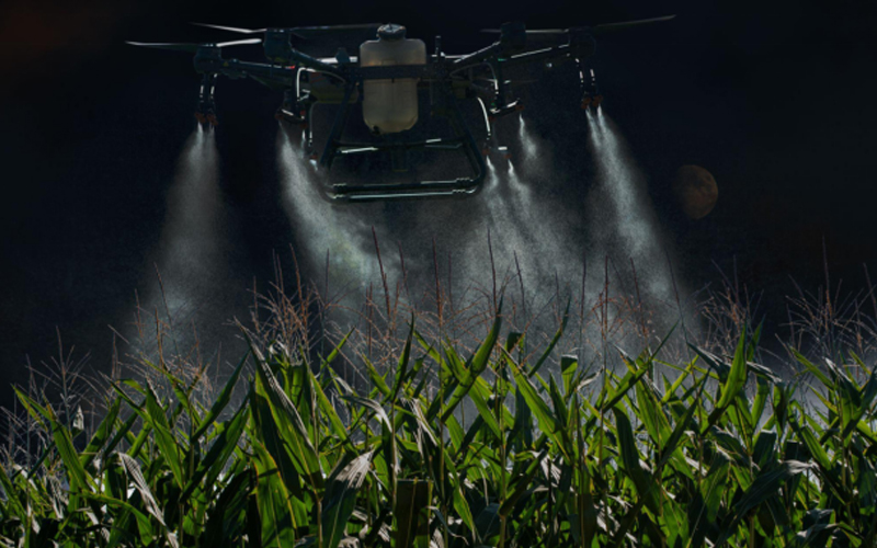 Sebuah drone pertanian besar menyemprot ladang jagung di malam hari