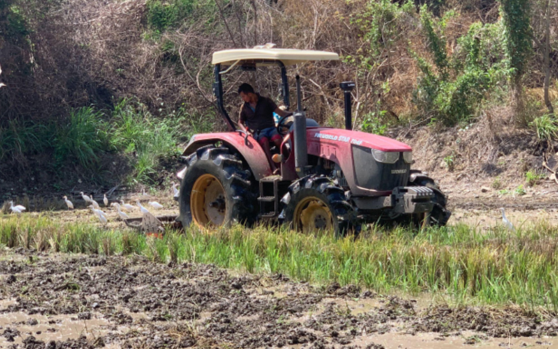 Seorang petani mengendarai traktor FMWorld merah di sawah