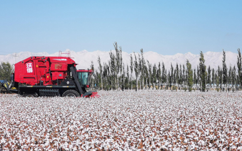 Pemanen FMWorld merah sedang beroperasi di ladang kapas dengan latar belakang pegunungan.