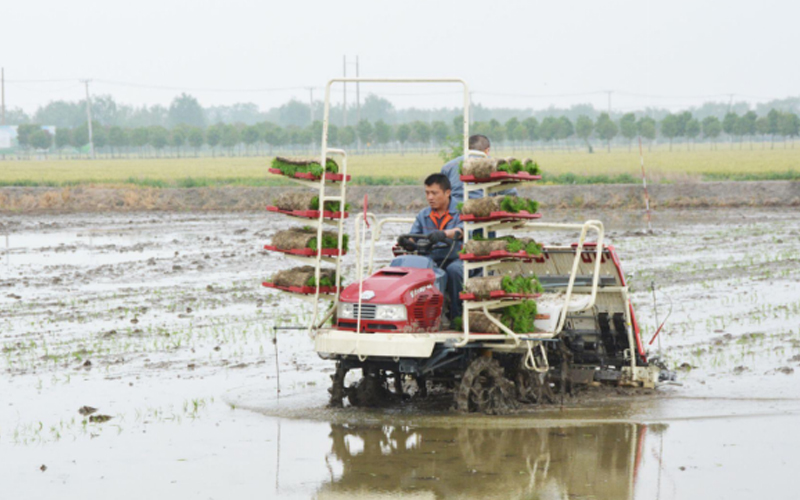 Dua petani modern secara efisien melakukan transplantasi padi dengan mesin FMWorld di sawah.