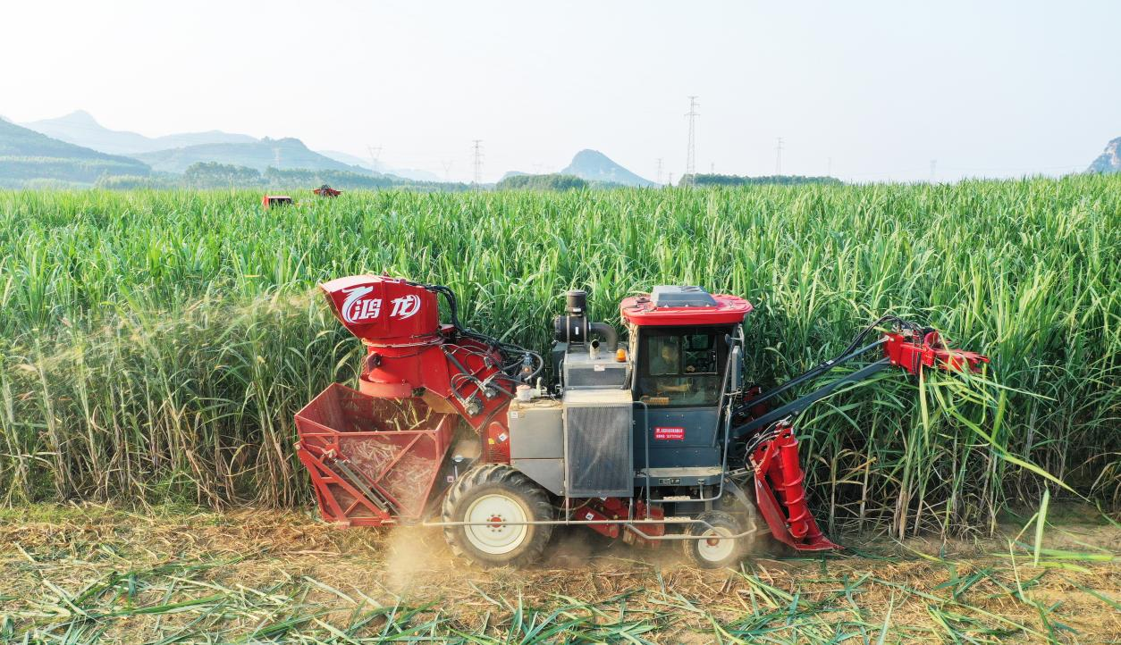 Teknologi Memberdayakan 'Industri Manis': Manufaktur Cerdas Tiongkok Memimpin Revolusi Baru dalam Panen Tebu di Thailand—FMWORLD Mencapai Rekor Pengiriman Tahunan Tertinggi di Pasar Thailand